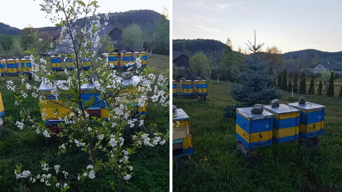 Фото до матеріалу: Вода важливіша за нектар: як безпечні поїлки зберігають сім'ю бджіл