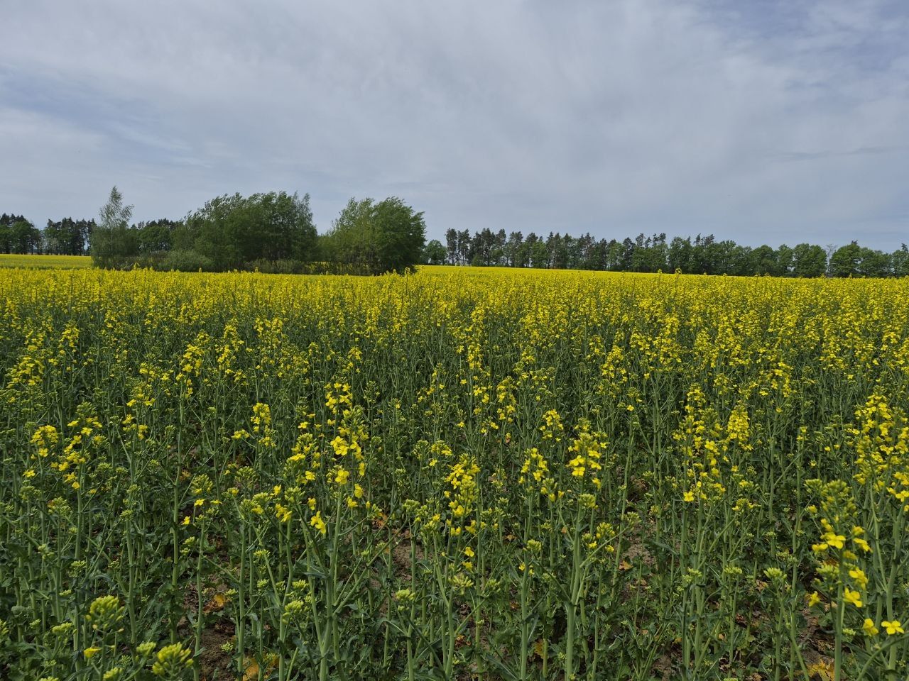 Фото до матеріалу: HarvEast завершив посівну за 25 днів: вперше в Україні посіяли цукровий буряк