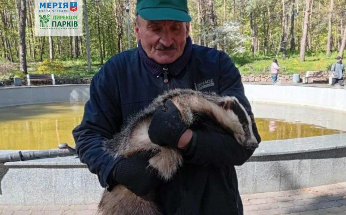 Фото до матеріалу: У Сосновому бору Черкас знайшли ручного борсука: що роблять комунальники