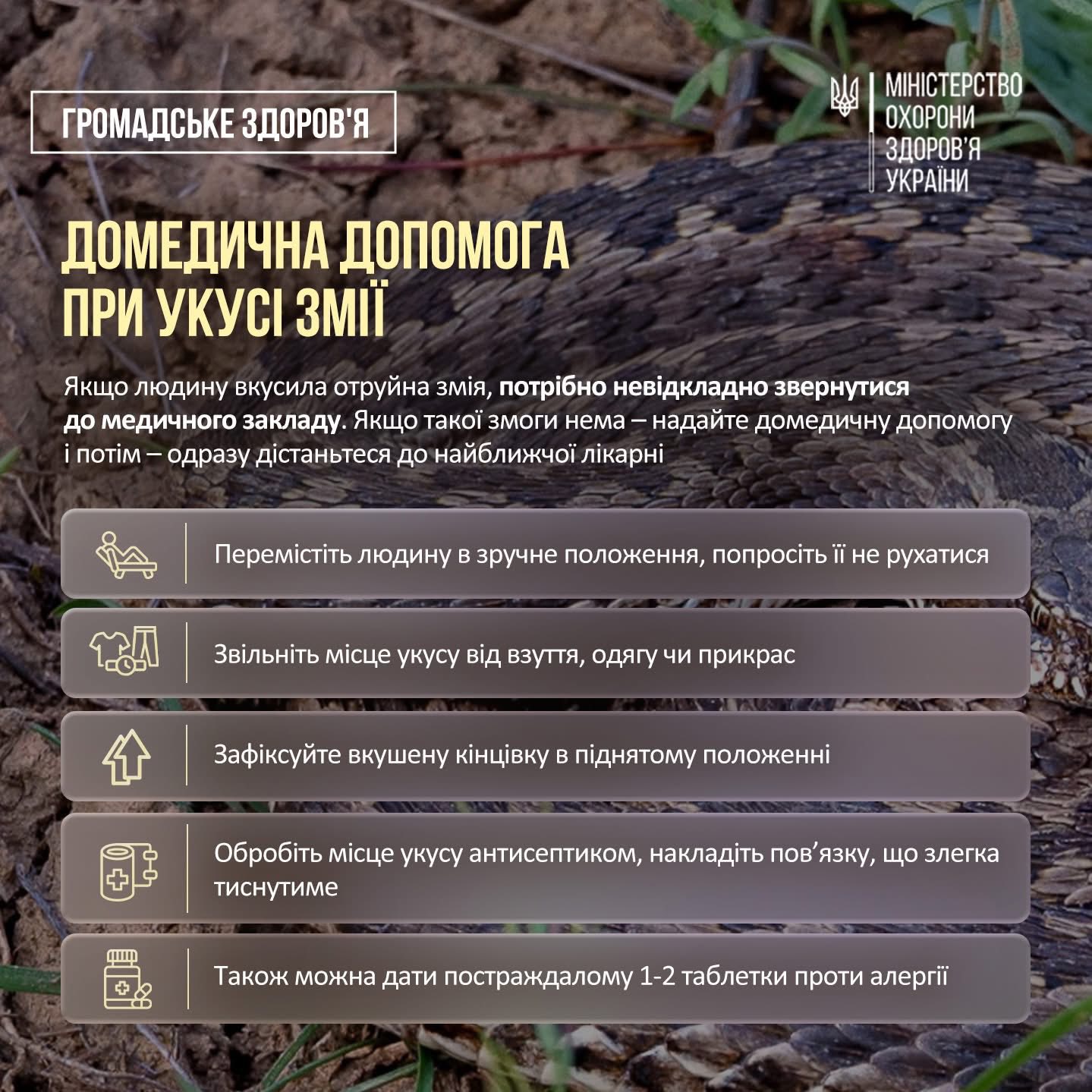 Фото до матеріалу: В Україні мешкають три види отруйних змій: коли вони небезпечні для людей