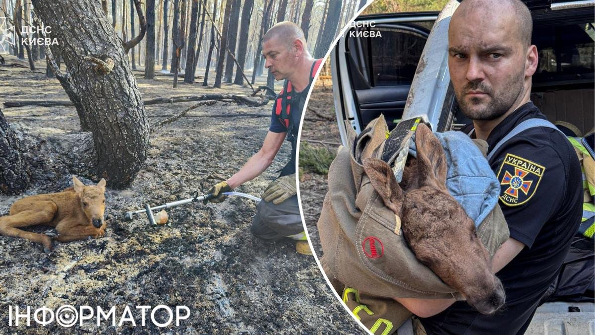 Фото до матеріалу: У Чорнобильській зоні рятувальники врятували лосеня, що загубило маму під час пожежі