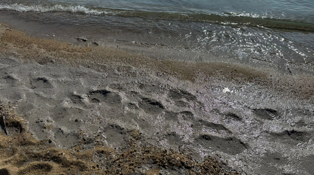 Фото до матеріалу: На узбережжі Чорного моря виявили забруднення: 350 м зі специфічним запахом