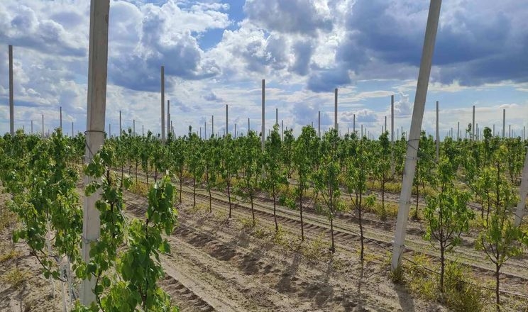 Фото до матеріалу: Аграрії отримали 70,8 млн грн грантів на розвиток садів і теплиць