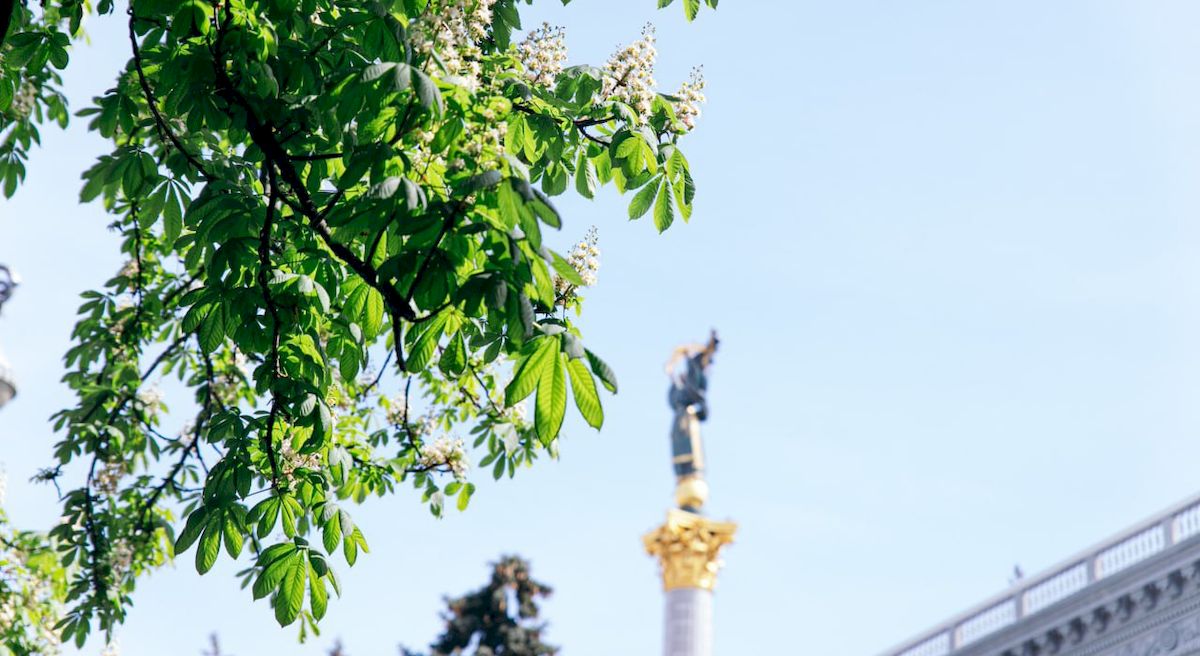 Фото до матеріалу: Каштан — офіційний символ Києва: історія, легенди та де знайти пам'ятники