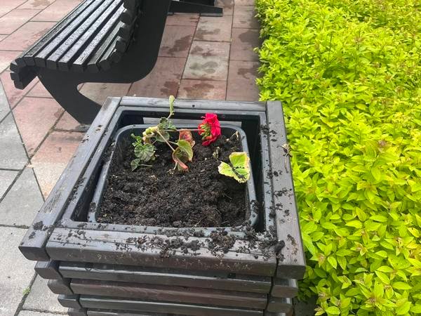 Фото до матеріалу: Вандали знищили нові пеларгонії у сквері «Юність»