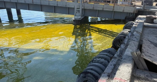Фото до матеріалу: Витік олії у Чорне море: загроза птахам та морським тваринам