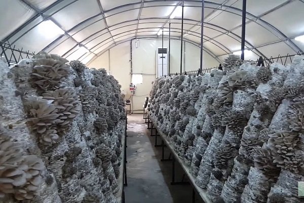 Фото до матеріалу: Вирощування гливи в Україні: від домашнього експерименту до бізнесу