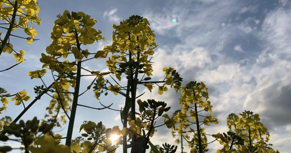 Фото до матеріалу: Травень вирішить долю врожаю ріпаку в ЄС та вплине на український експорт