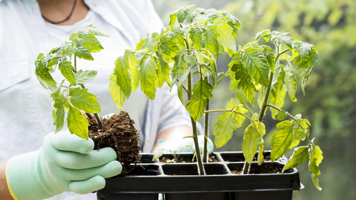 Фото до матеріалу: Як перевірити авокадо на стиглість: перевірені поради для покупців