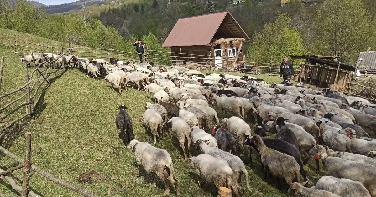 Фото до матеріалу: Традиційне гуцульське свято «Міра» зібрало вівчарів на Рахівщині