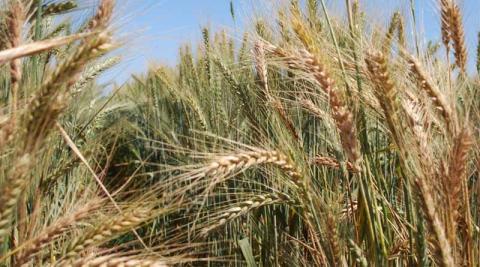 Фото до матеріалу: Партнерство CIMMYT і Cornell University запустить глобальний альянс для захисту пшениці від хвороб