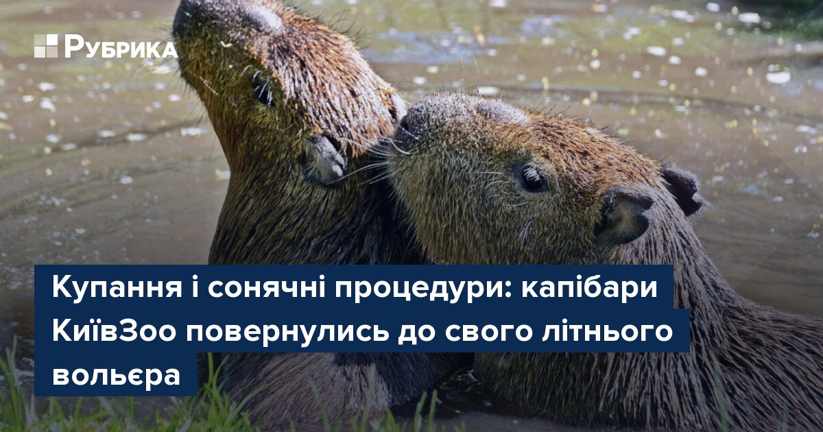 Фото до матеріалу: Капібари Київського зоопарку повернулися до літнього вольєра: де їх побачити