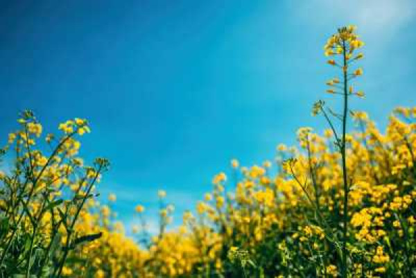 Фото до матеріалу: Морози та льодяна кірка пошкодили до мільйона гектарів озимих в Україні