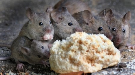 Фото до матеріалу: Хантавірус на кордонах України: чому пил може стати смертельною загрозою