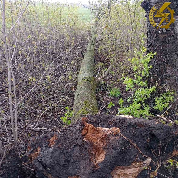 Фото до матеріалу: Сильний вітер залишив без світла понад 60 тисяч абонентів у Вінниці: енергетики відновлюють постачання