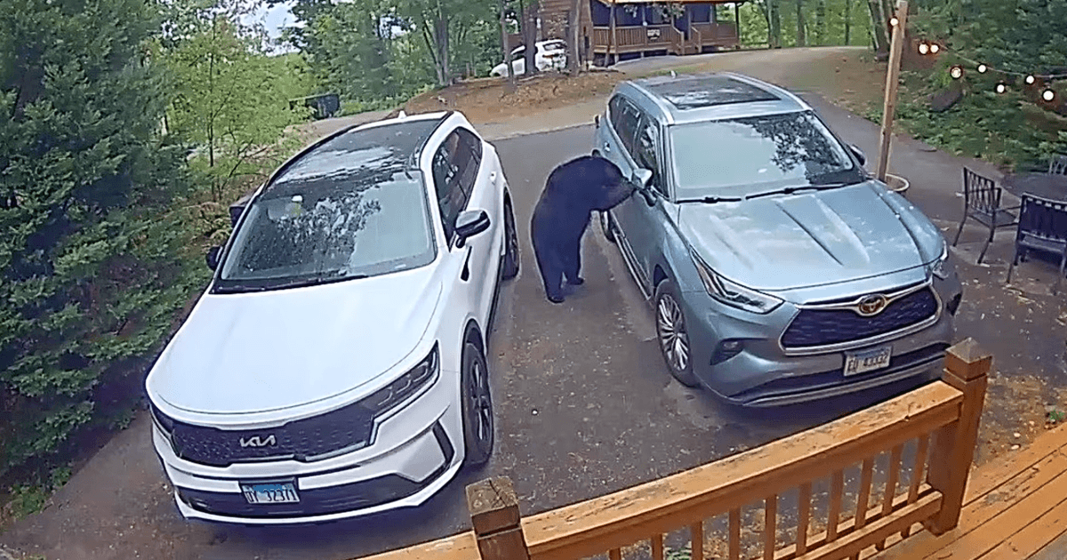 Фото до матеріалу: Ведмідь спробував відчинити двері авто у США: відео інциденту