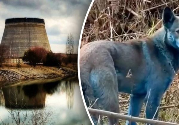 Фото до матеріалу: Тварини в зоні ЧАЕС змінилися: дослідження здивувало біологів