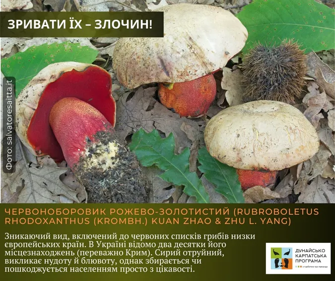 Фото до матеріалу: Які гриби заборонено збирати в Україні: перелік рідкісних видів та правила безпеки