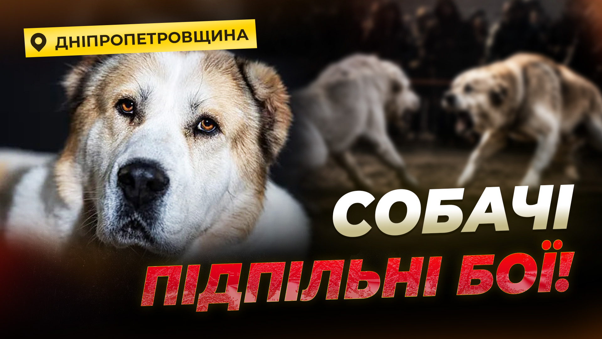 Фото до матеріалу: Російські FPV-дрони пошкодили житлові будинки на Нікопольщині