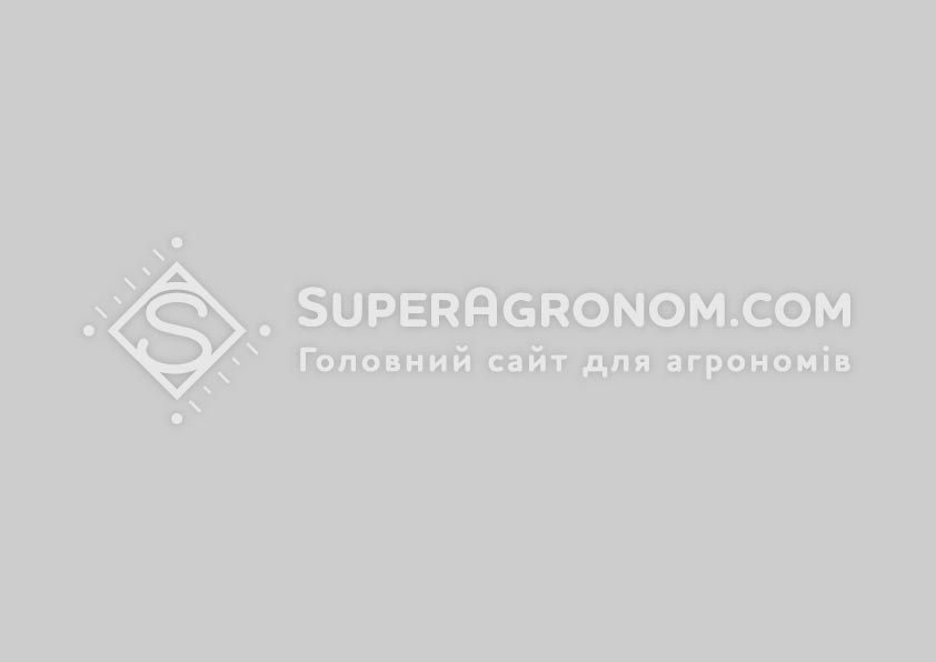 Фото до матеріалу: Україна має домогтися дотацій ЄС для фермерів після вступу — Чернявський