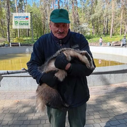 Фото до матеріалу: У Сосновому бору знайшли ручного борсука: комунальники організували його тимчасове помешкання