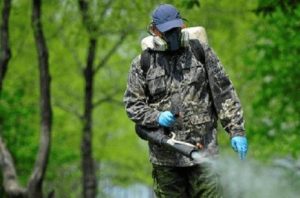 Фото до матеріалу: Стрийчанину за продаж канабісу на курортах загрожує до 10 років ув'язнення