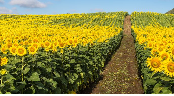 Фото до матеріалу: Який урожай прогнозують в Україні 2026 року — AgroPortal.ua