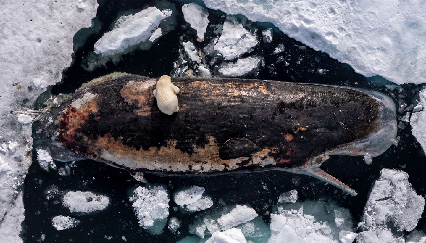 Фото до матеріалу: Ведмедиця їсть кашалота і ялинка у вогні: World Press Photo 2026