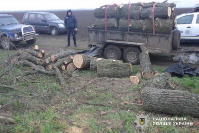 Фото до матеріалу: Двоє чоловіків на Баштанщині отримали підозру за незаконну вирубку дубів