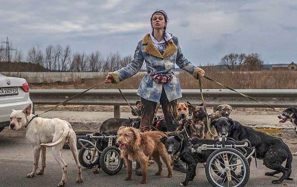 Фото до матеріалу: Родина з Нікополя прийняла двох собак з Ірпеня: історія порятунку