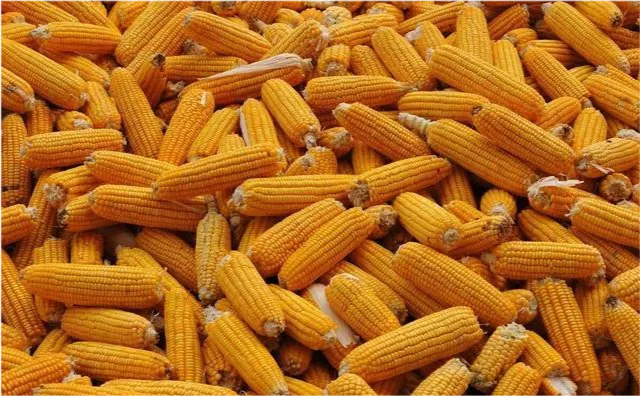 Фото до матеріалу: Ціни на фуражну кукурудзу в Україні стрімко зросли