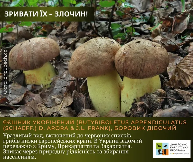 Фото до матеріалу: Які гриби заборонено збирати в Україні: перелік рідкісних видів та правила безпеки