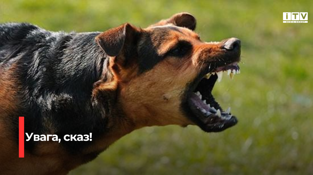 Фото до матеріалу: На Дубенщині ввели карантин через сказ у собаки