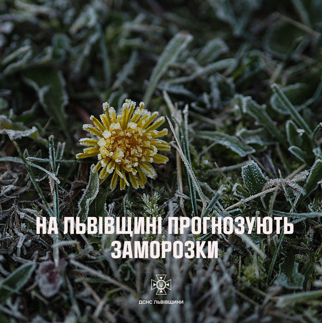 Фото до матеріалу: Весна з морозним ударом: на Львівщині очікують до -8° та небезпечні заморозки