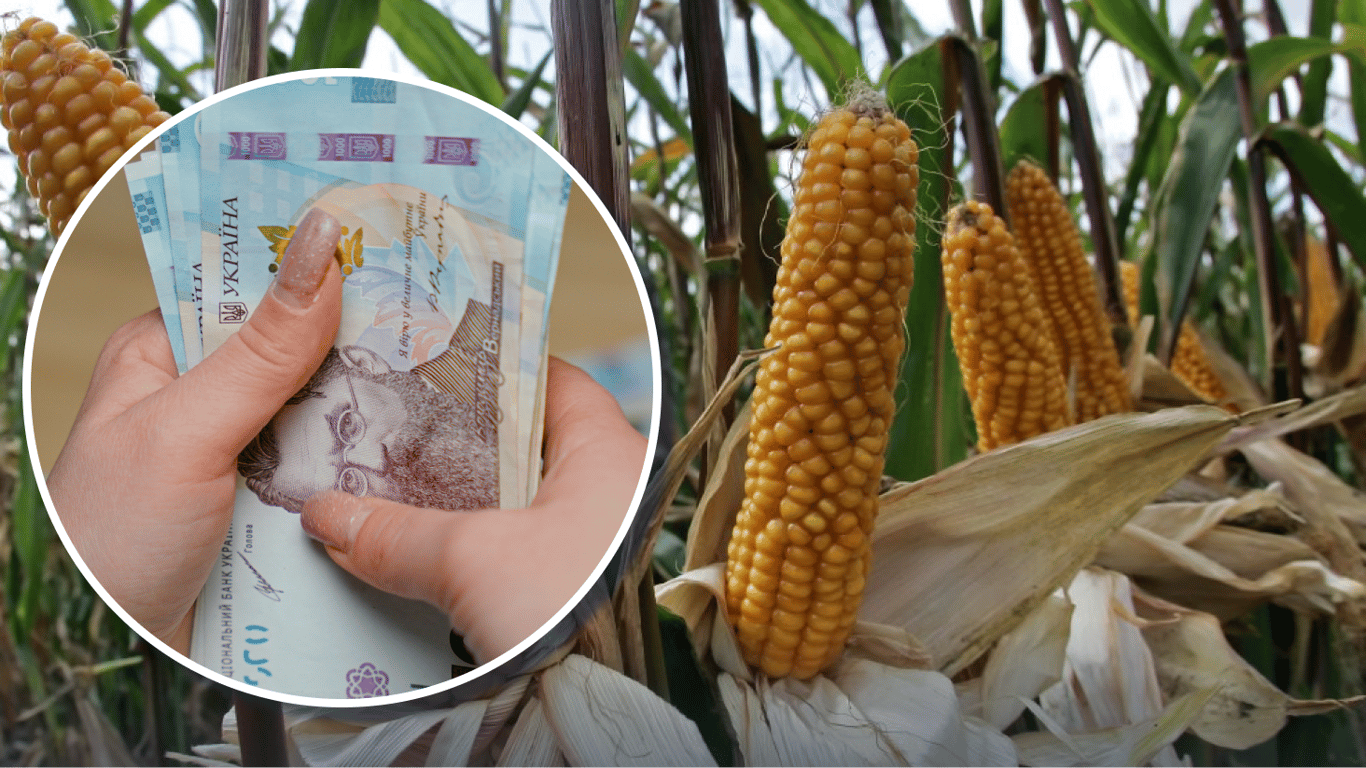 Фото до матеріалу: Ціни на фуражну кукурудзу в Україні: подорожчання у травні