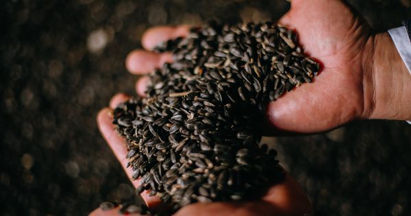 Фото до матеріалу: Чому повторні посіви кукурудзи та сої знижують врожайність: попередження агрономів