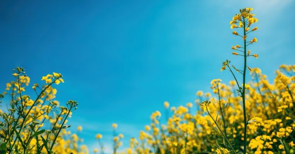 Фото до матеріалу: Посуха в Польщі погрожує врожаєм ріпаку: чи відкриється для України польський ринок