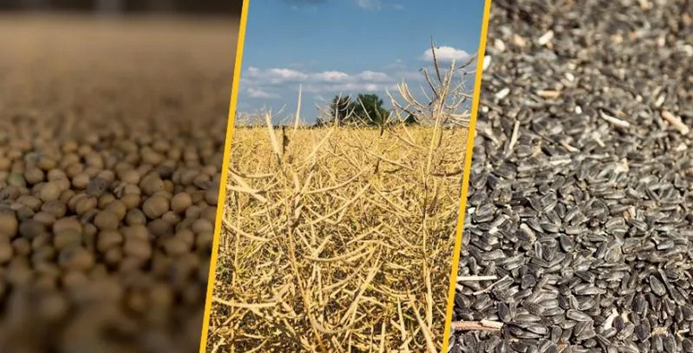 Фото до матеріалу: USDA передбачає рекордний ріст виробництва олійних культур у світі у 2026/27 році