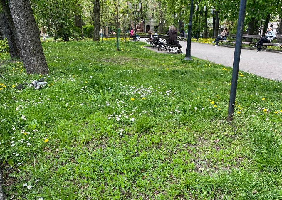 Фото до матеріалу: У Івано-Франківську запровадять «міські луки» та диференційований догляд за газонами