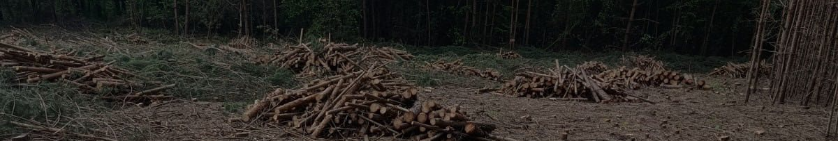 Фото до матеріалу: Як захистити моркву від морквяної мухи: перевірені методи обробки та профілактики