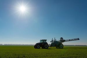 Фото до матеріалу: На посівах пшениці фіксують пожовтіння після холодів