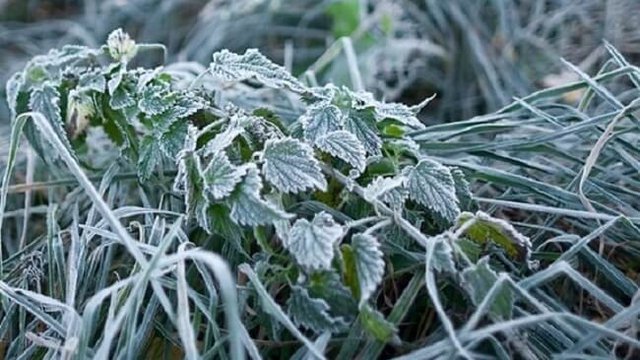 Фото до матеріалу: Укргідрометцентр попередив про заморозки в Україні: що потрібно знати фермерам та городянам