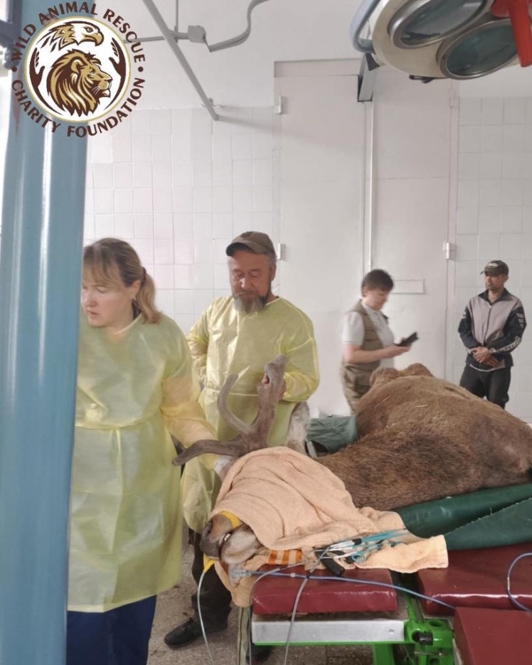 Фото до матеріалу: Оленю Борису видалили ріг після двох ДТП — операція пройшла успішно