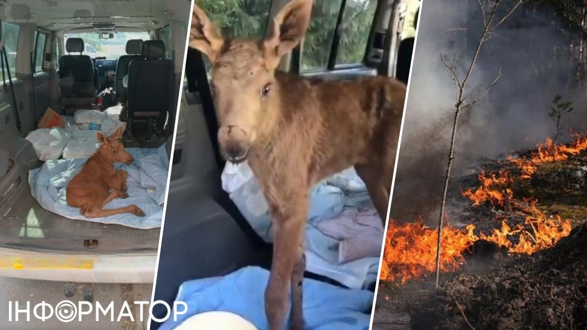 Фото до матеріалу: У Чорнобильському заповіднику знайшли друге лосеня, заплутане у сітці під час пожежі