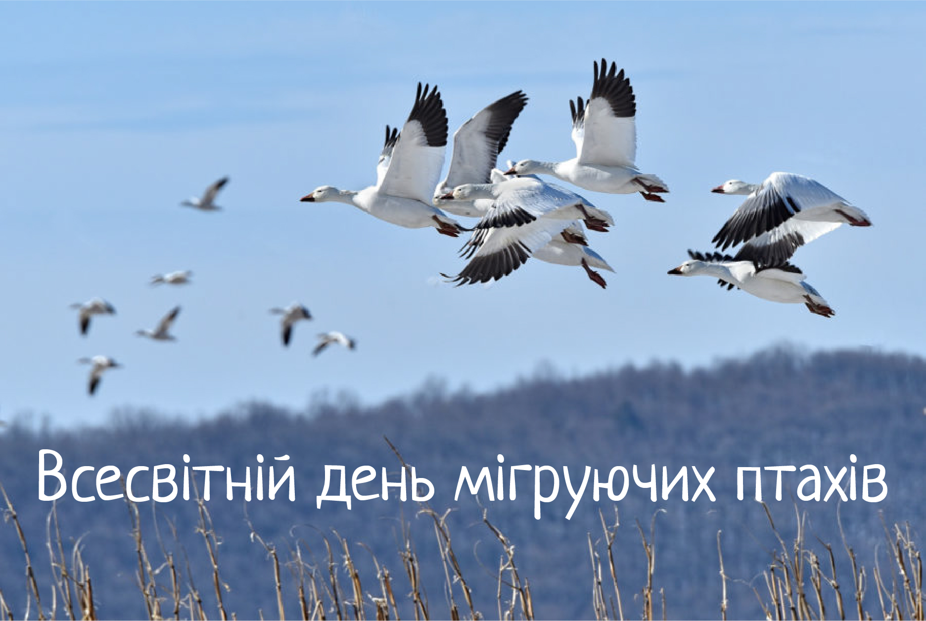 Фото до матеріалу: День Європи в Україні і світі