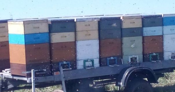 Фото до матеріалу: Напад рою бджіл на Львівщині: жінка потрапила до реанімації, діти врятувалися