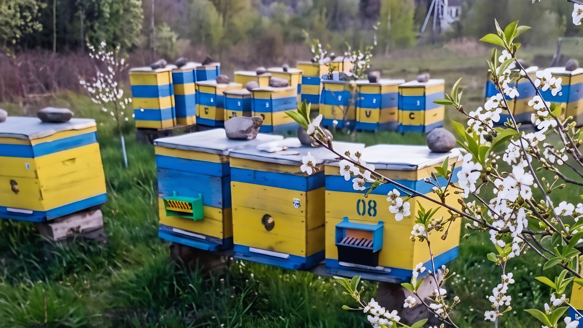 Фото до матеріалу: Вода важливіша за нектар: як безпечні поїлки зберігають сім'ю бджіл