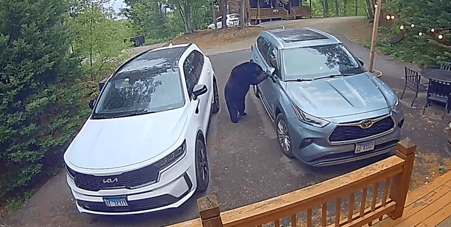 Фото до матеріалу: Ведмідь спробував відчинити двері авто у США: відео інциденту