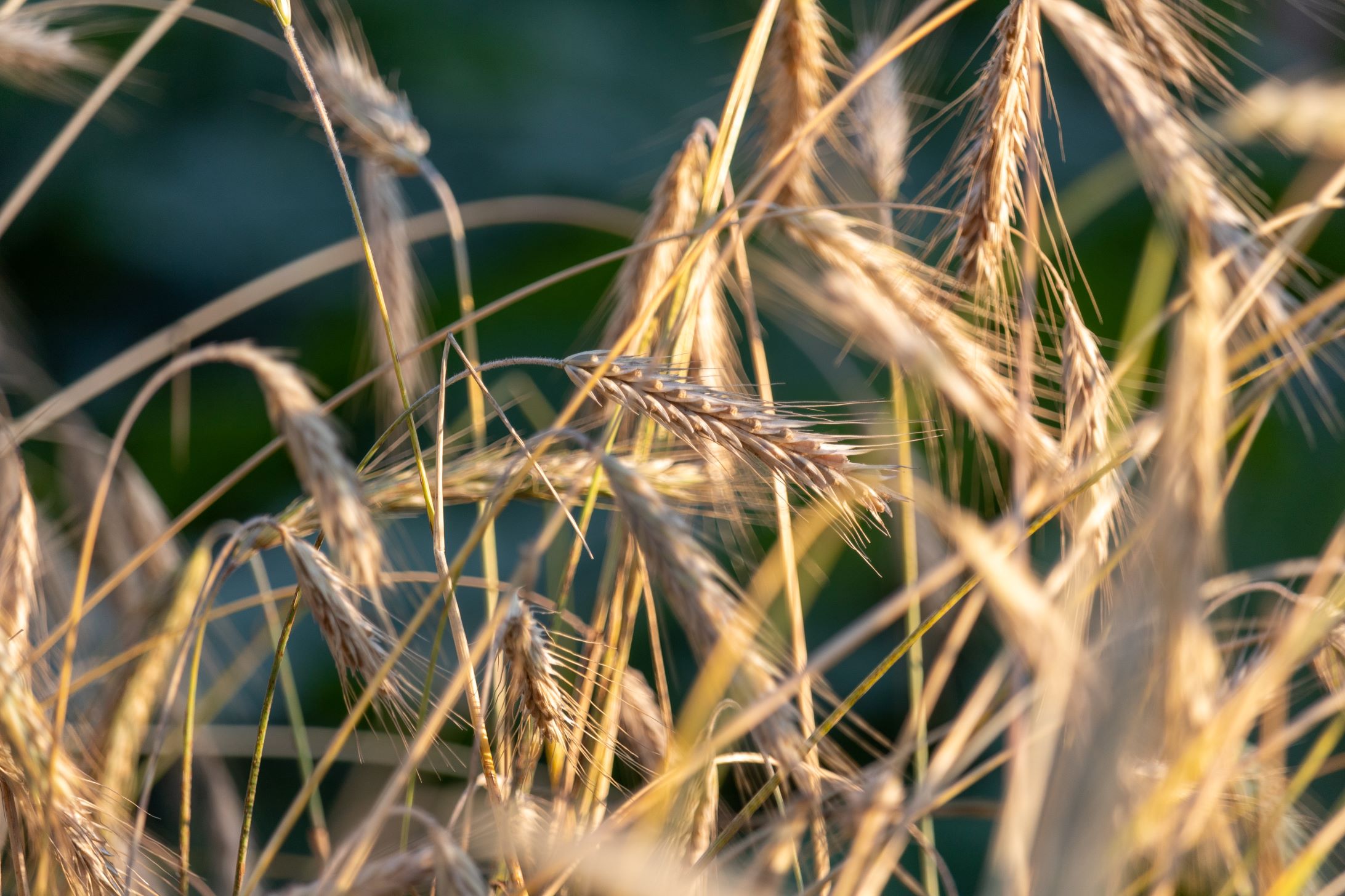 Фото до матеріалу: Лише жито в плюсі: USDA оцінює майбутній урожай України