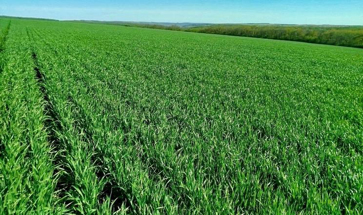 Фото до матеріалу: Посіви озимої м'якої пшениці в Tekom Agro Group: добрий старт у травні